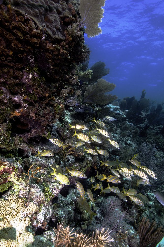 School of fish at John Pennekamp Coral Reef State Park