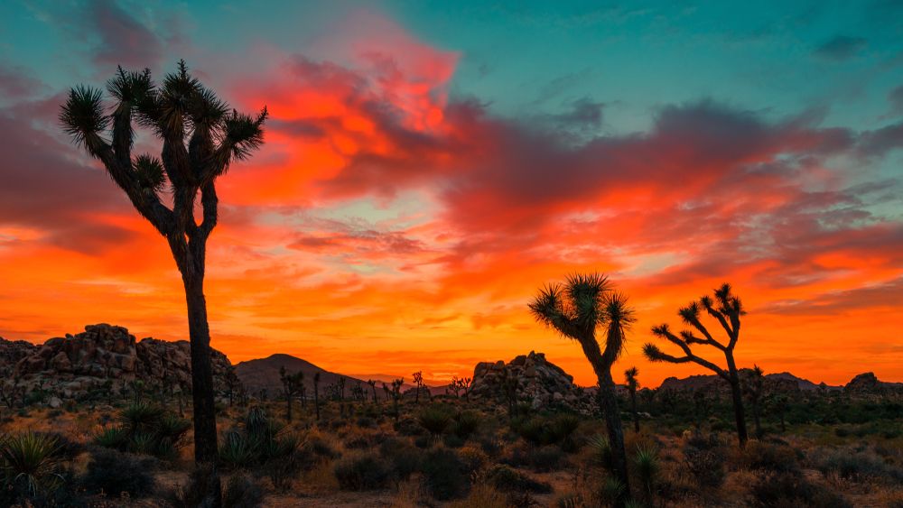 Joshua Tree National Park during sunset