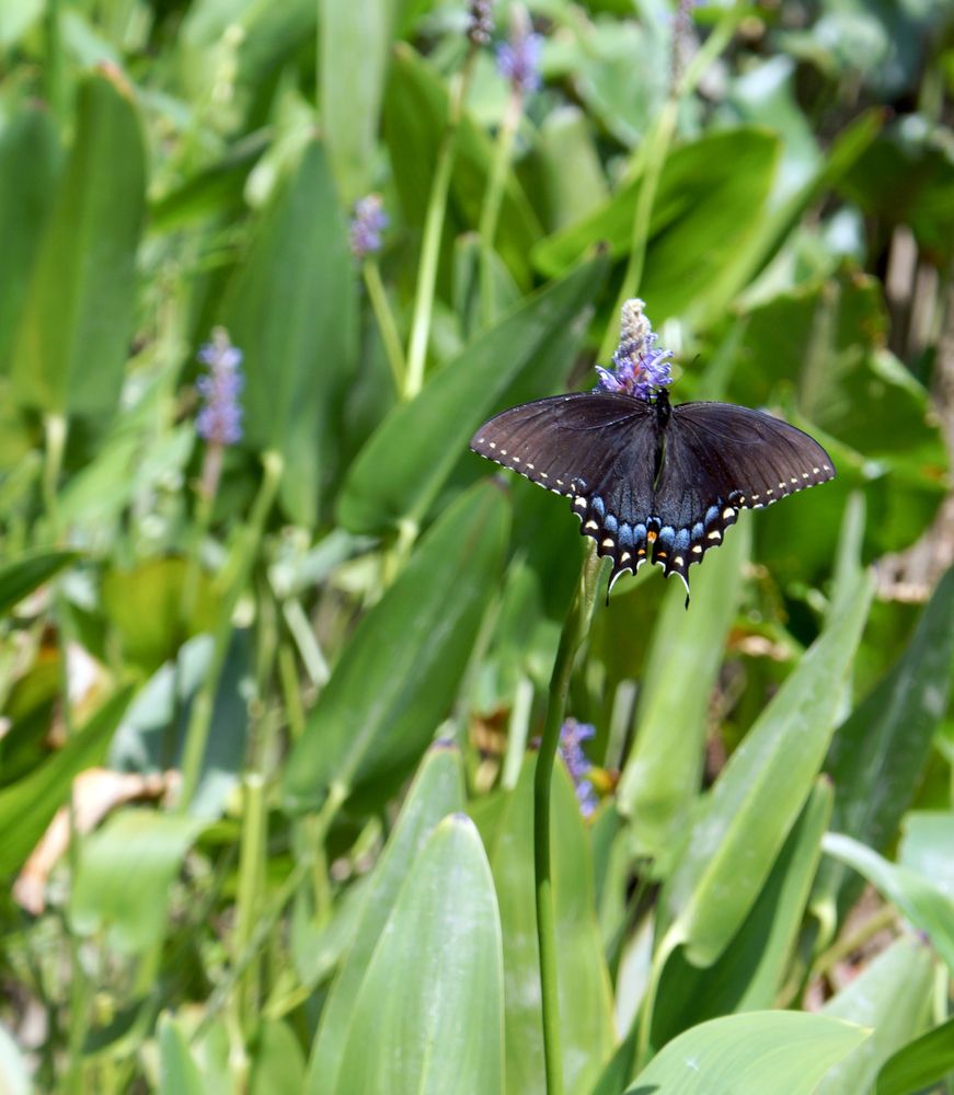 Butterfly at the Jug Bay Wetlands Sanctuary
