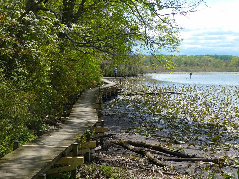 Boardwalk at the Jug Bay Wetlands Sanctuary