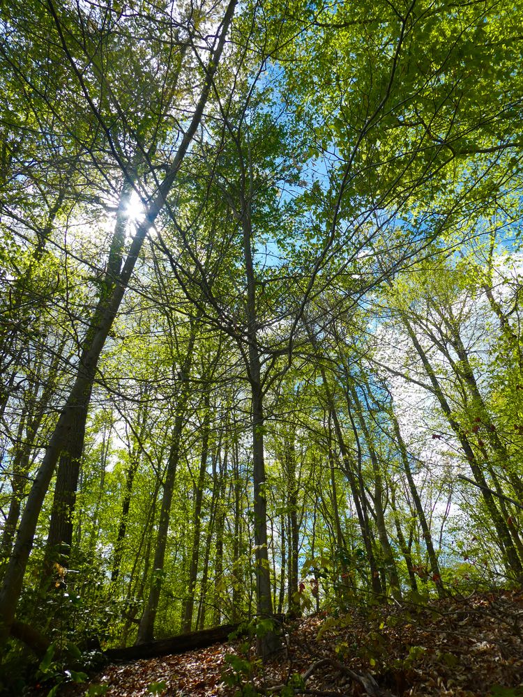 Tall trees at the Jug Bay Wetlands Sanctuary