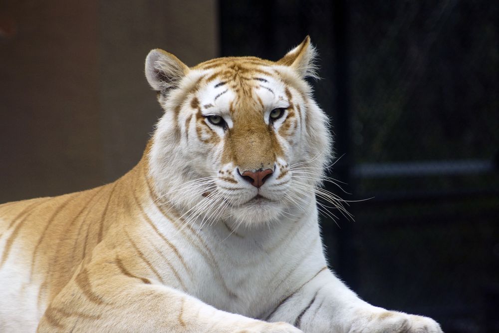 Tiger at Jungle Island