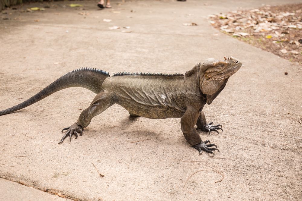 Rhinoceros Iguana at Jungle Island