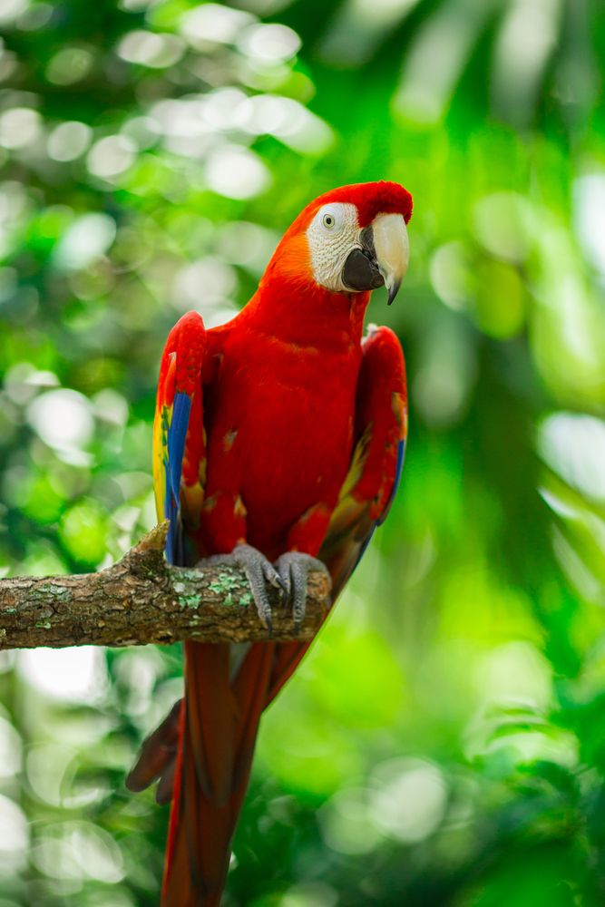 Colorful parrot at Jungle Island