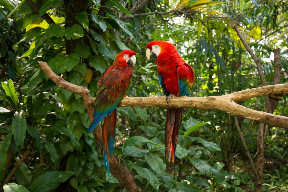 Colorful Parrots at Jungle Island