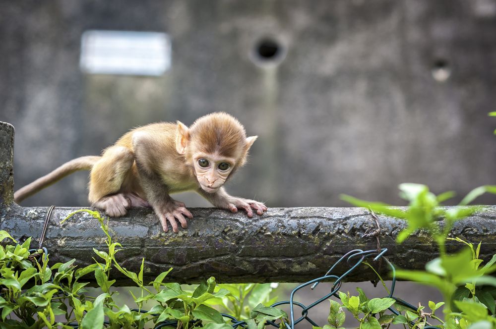 Baby macaque in Kam Shan Country Park