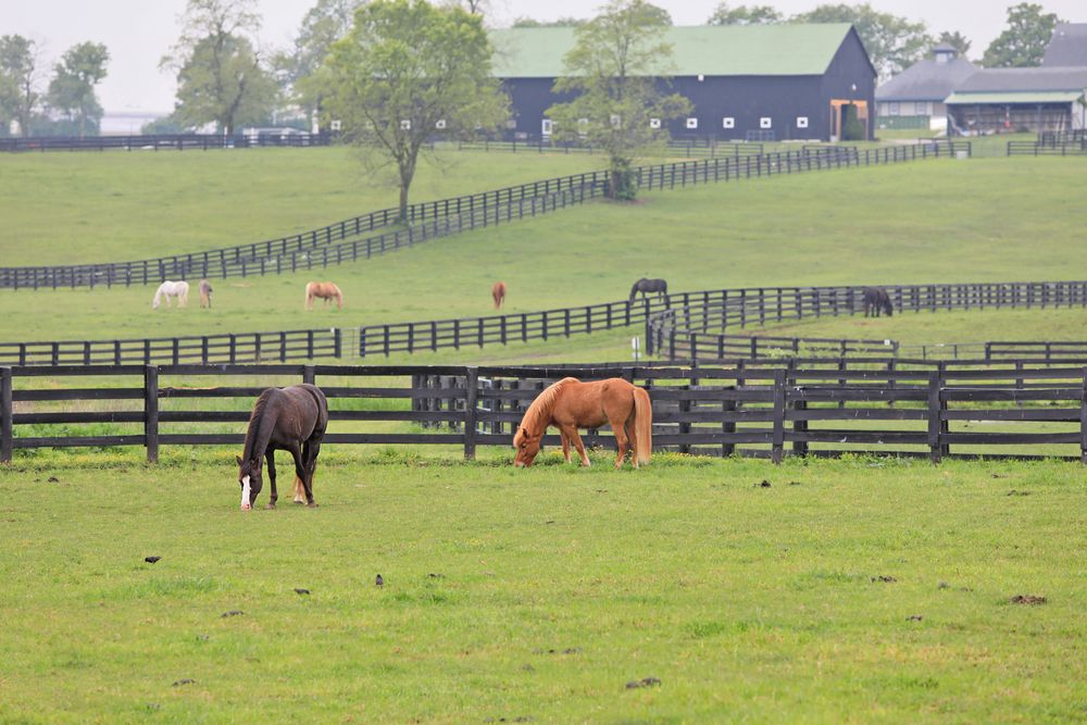 Horses at Kentucky Horse Park