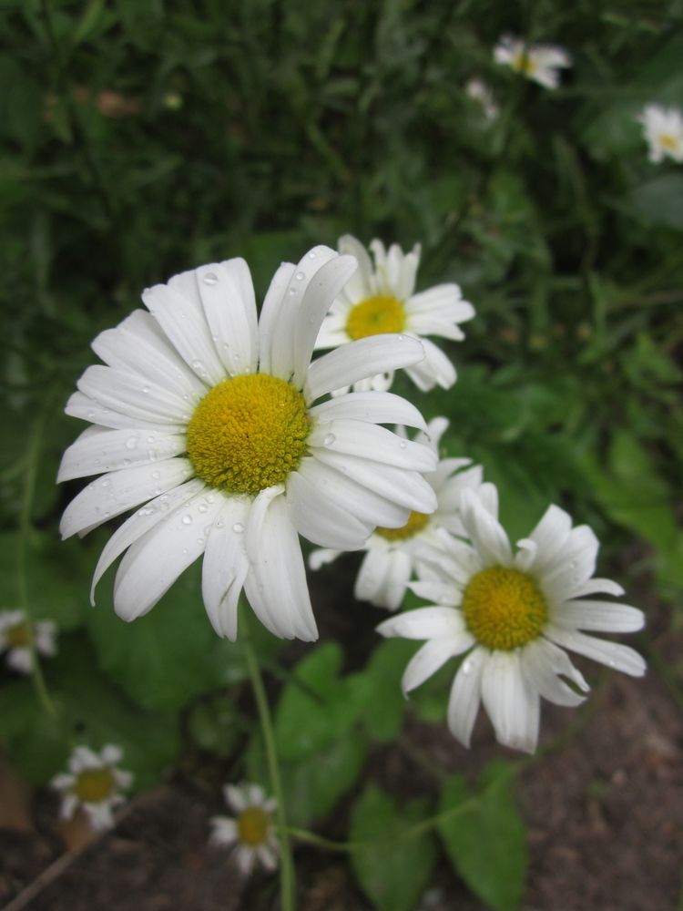 Beautiful white colored flowed at Kettle Moraine State Forest – Lapham Peak Unit
