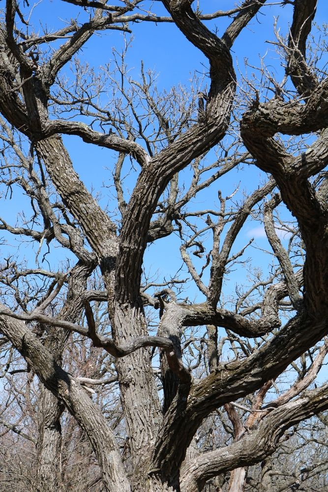 English Oak Tree at Kettle Moraine State Forest – Lapham Peak Unit