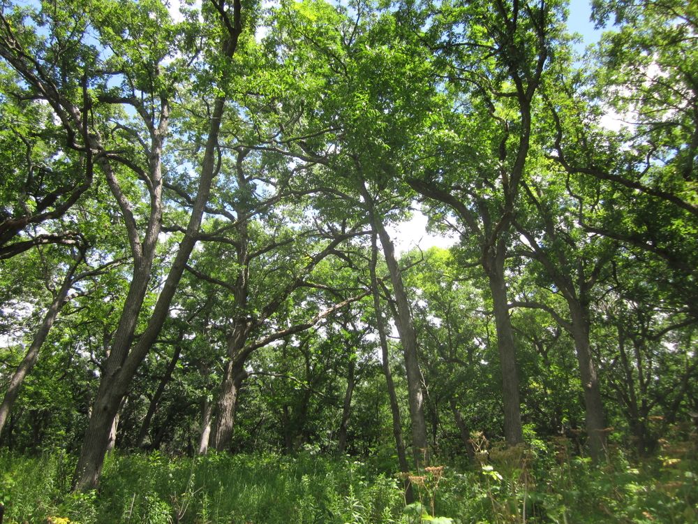 Dense vegetation at Kettle Moraine State Forest – Lapham Peak Unit