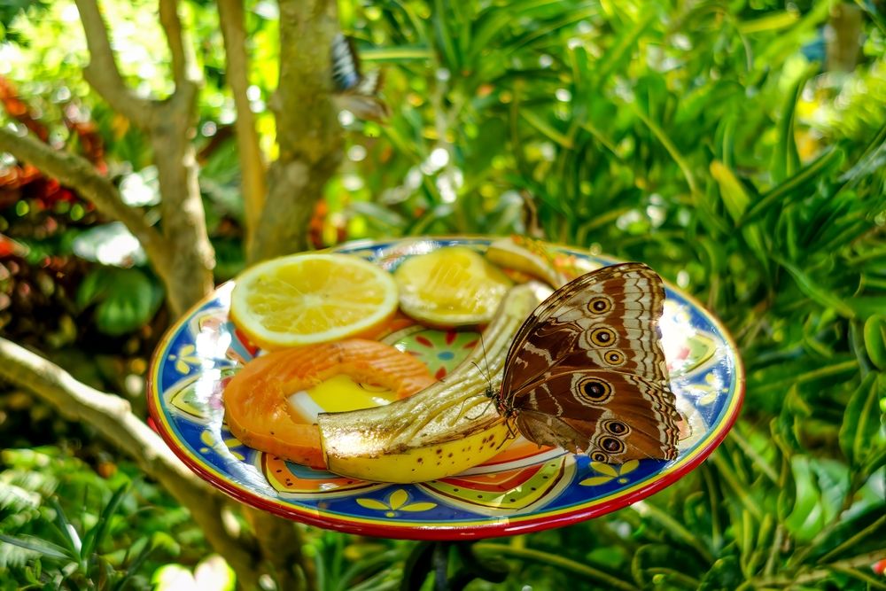 A butterfly feeding on the fruits at Key West Butterfly and Nature Conservatory
