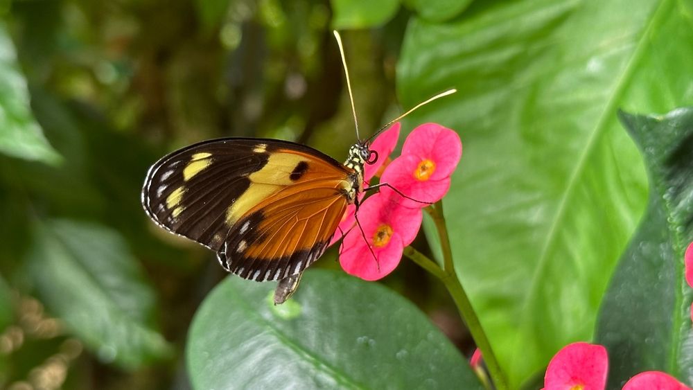 A butterfly collecting nector from a flower at Key West Butterfly and Nature Conservatory
