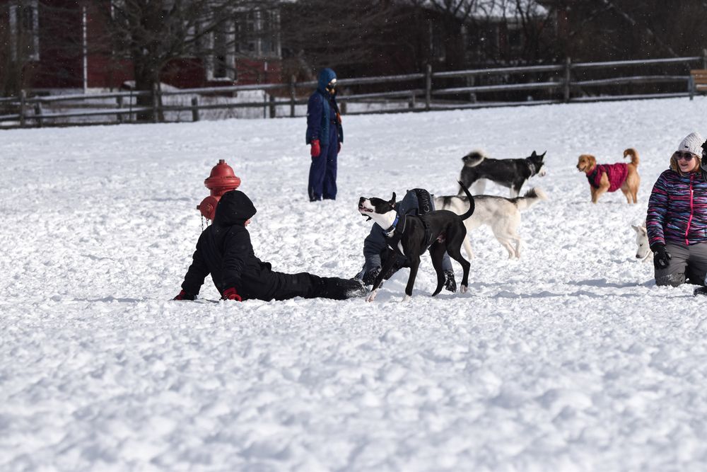 Visitors playing along with their dogs at Knox Farm State Park