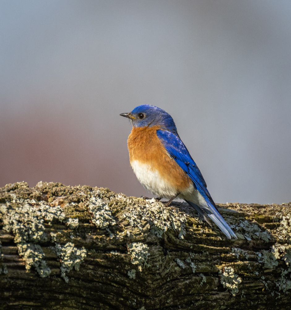 A tiny blue colored bird at Knox Farm State Park