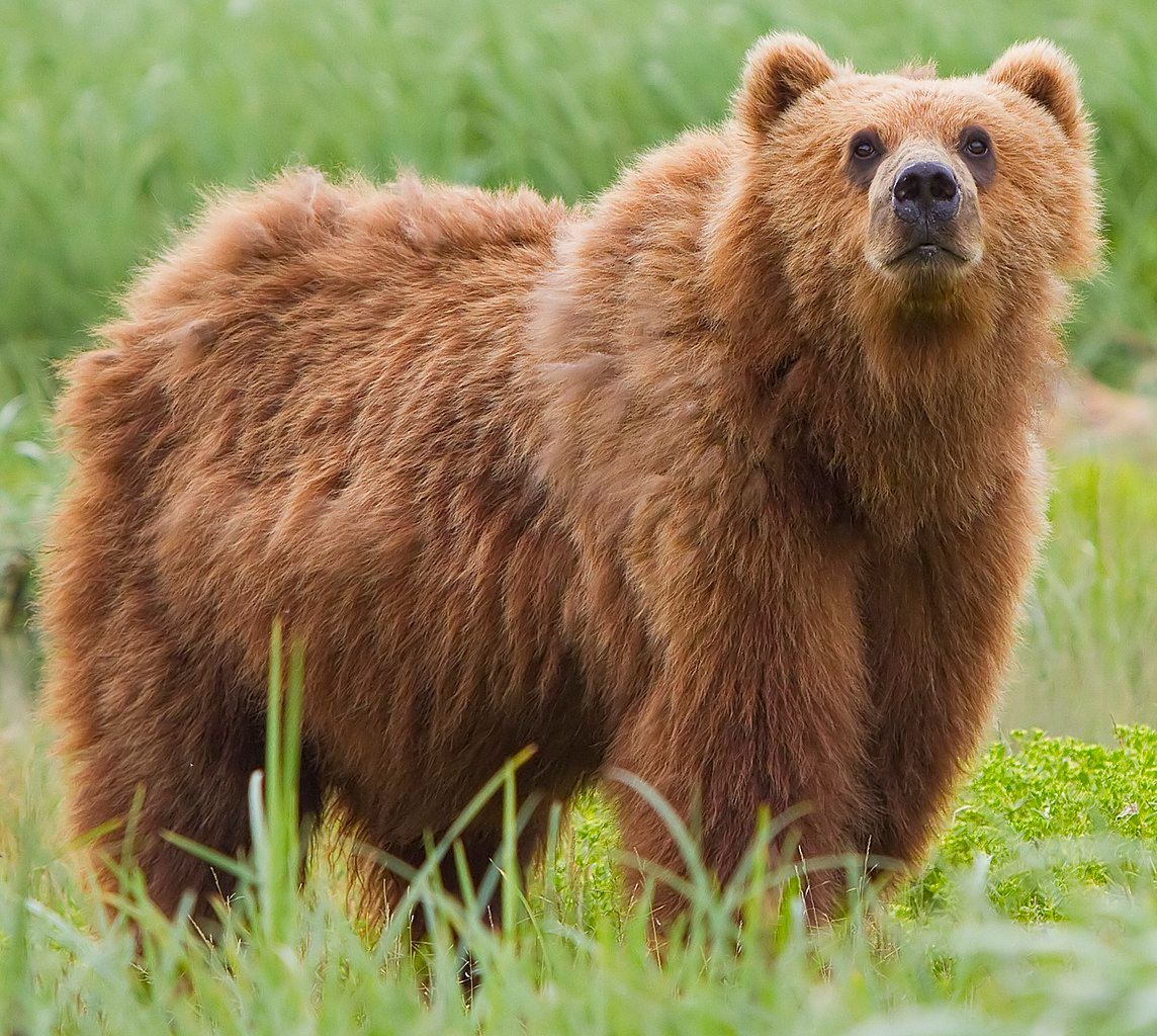 Closer view of a brown bear at Kodiak National Wildlife Refuge