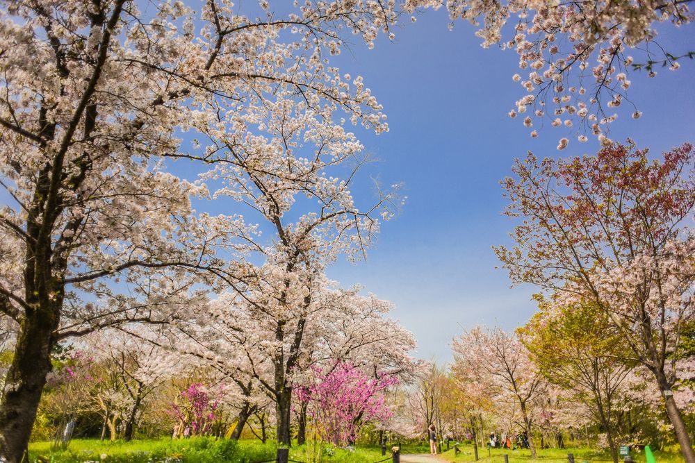 Kyoto Botanical Gardens