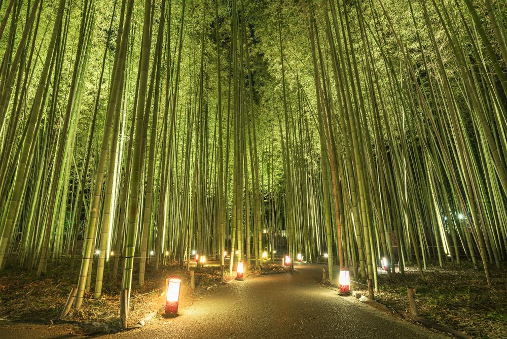 Kyoto Arashiyama Hanatouro