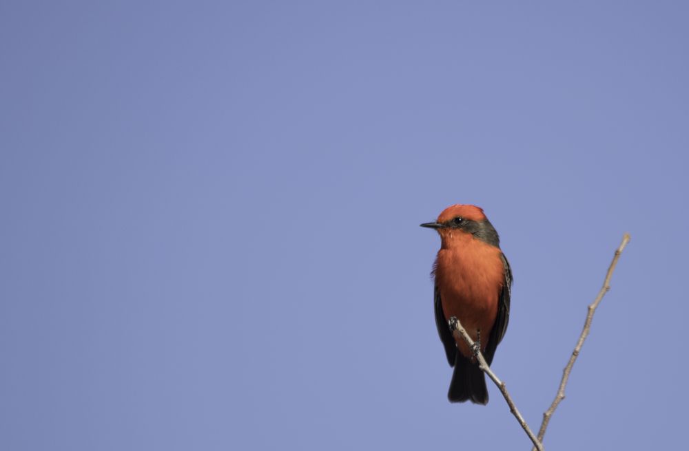 A bird on a tree at Pace Bend Park