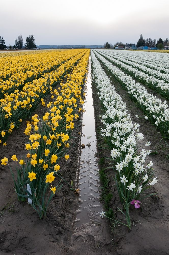Endless rows of Daffodils at La Conner