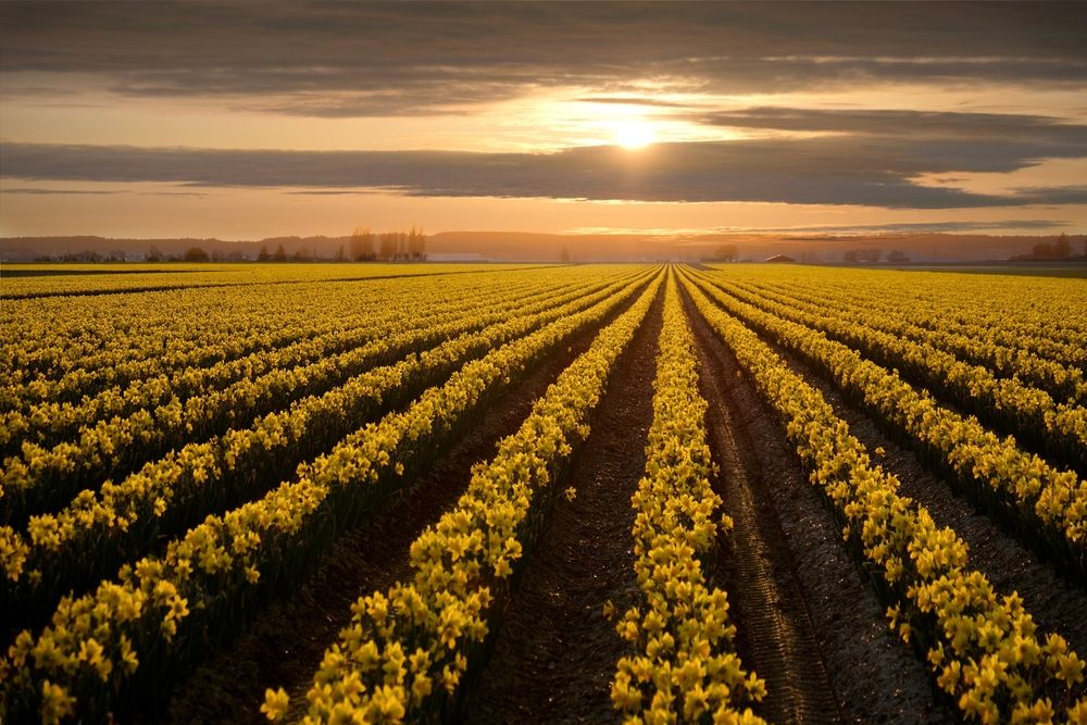 Scenic view of Daffodils at La Conner