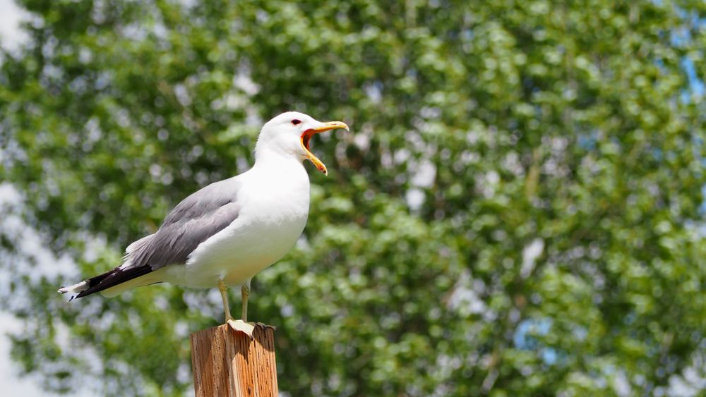 Seagull at LaPrele Park
