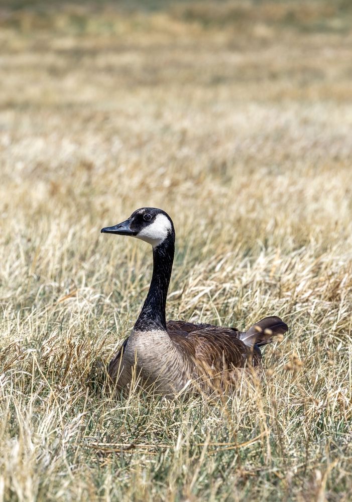 Canadian geese at Lake Arbor Park