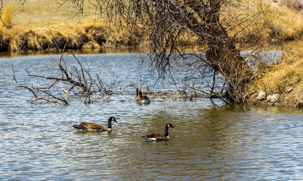 Ducks swimming on Lake Arbor