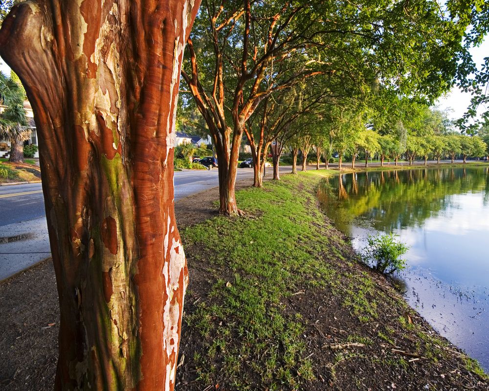 Daytime view of Lake Ella and Fred Drake Park