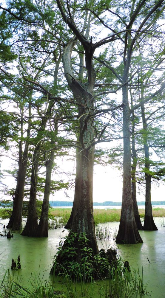 Tall trees at Lake Frierson State Park
