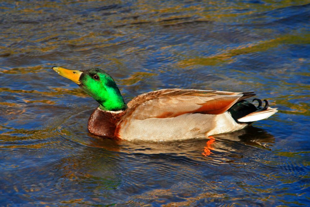 A duck swimming at Lake Isabella