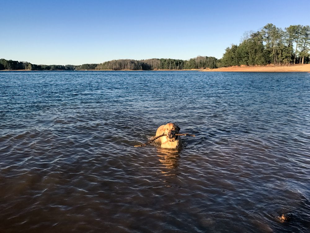 A dog playing in the water at Lake Lanier