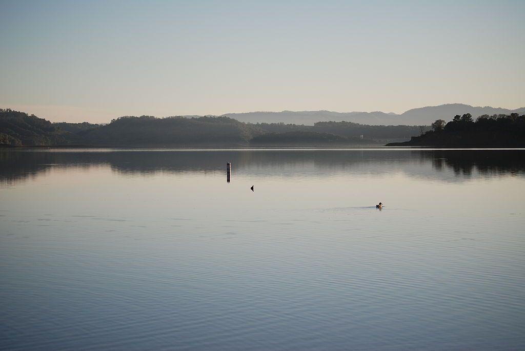 Ducks swimming in Mendocino lake at Ukiah, CA