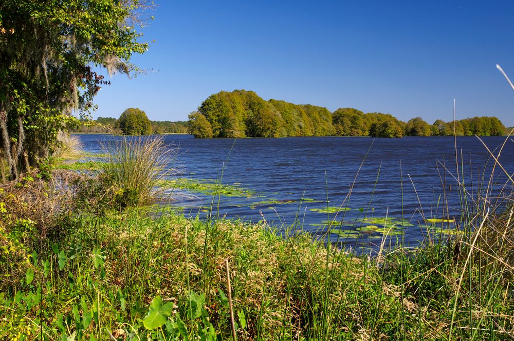 The waters of Lake Talquin State Forest