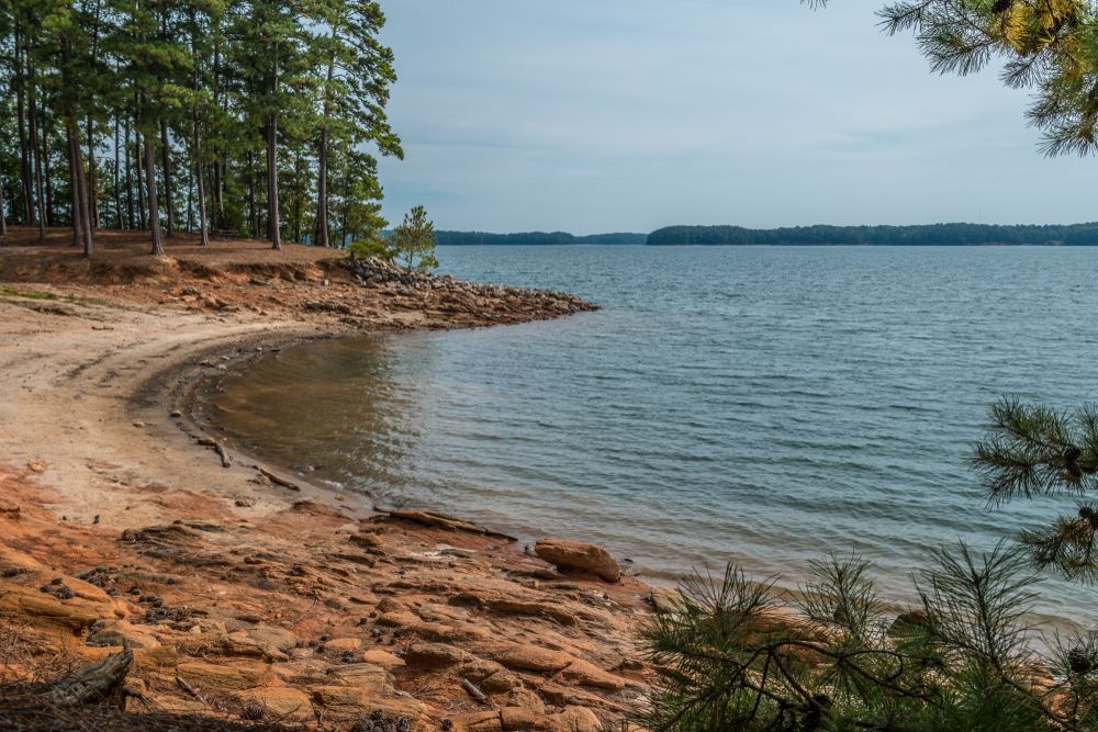 Trees along Lake Lanier’s Shore