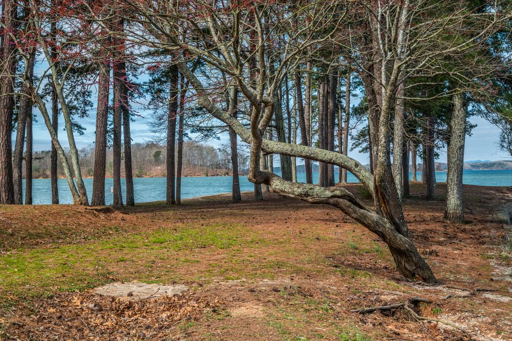 Tall trees near Lake Lanier’s Shore