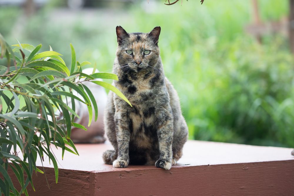 One of the cats at Lanai Cat Sanctuary