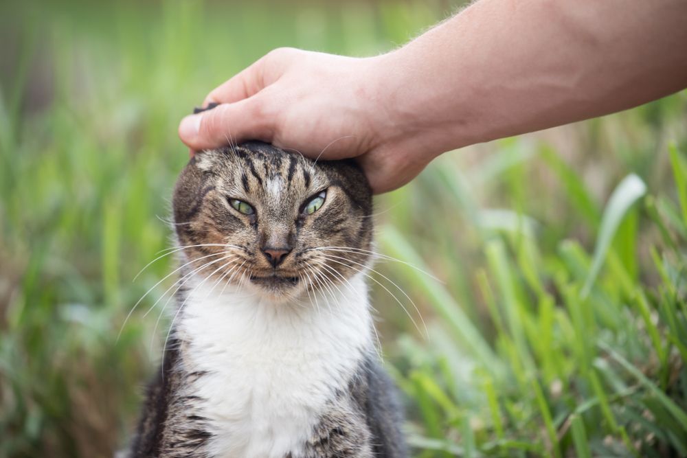 A cat being pet on Lanai Cat Sanctuary