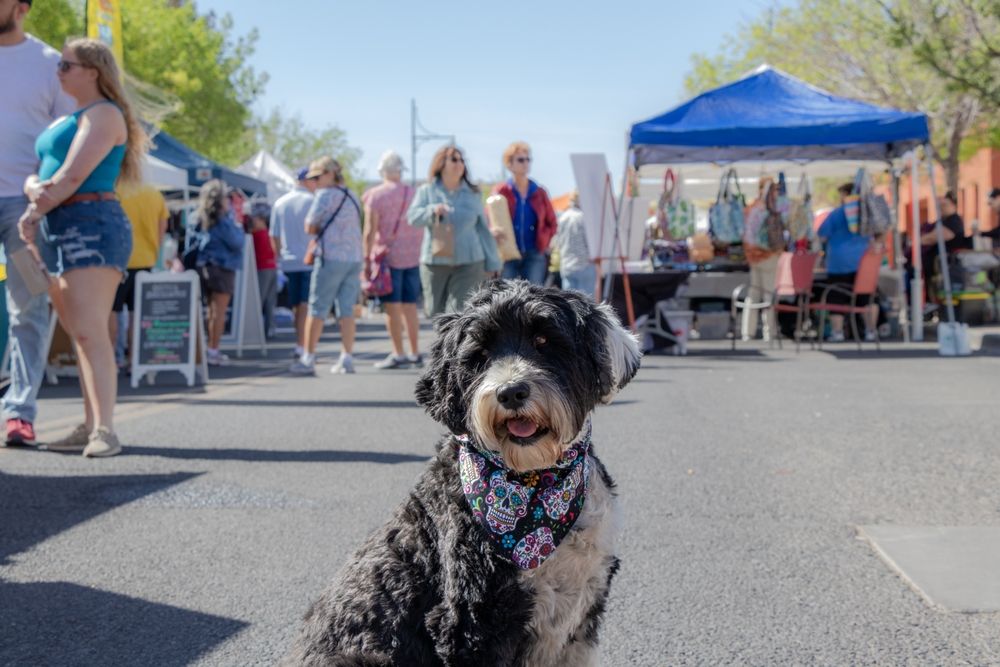 A cute little dog at Las Cruces Farmers & Crafts Market