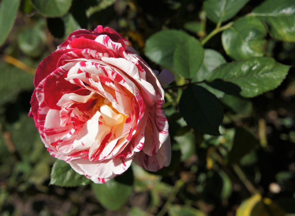 Rose at the Lauritzen Gardens