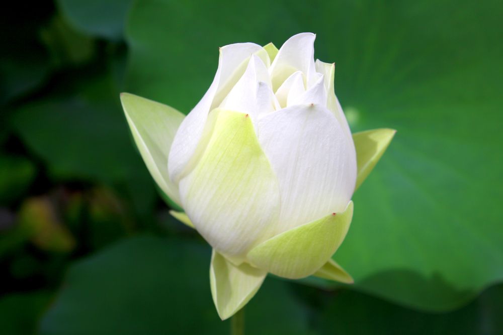 Lotus at the Lauritzen Gardens