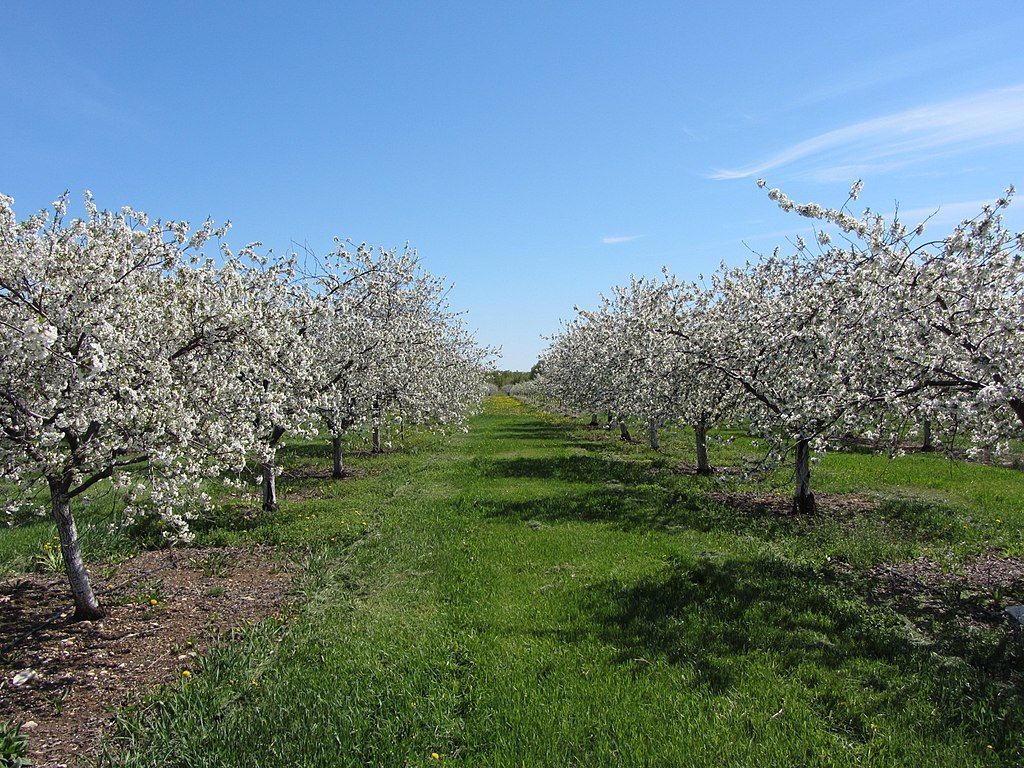 Perfectly lined cherry trees in Lautenbach's Orchard Country Winery & Market