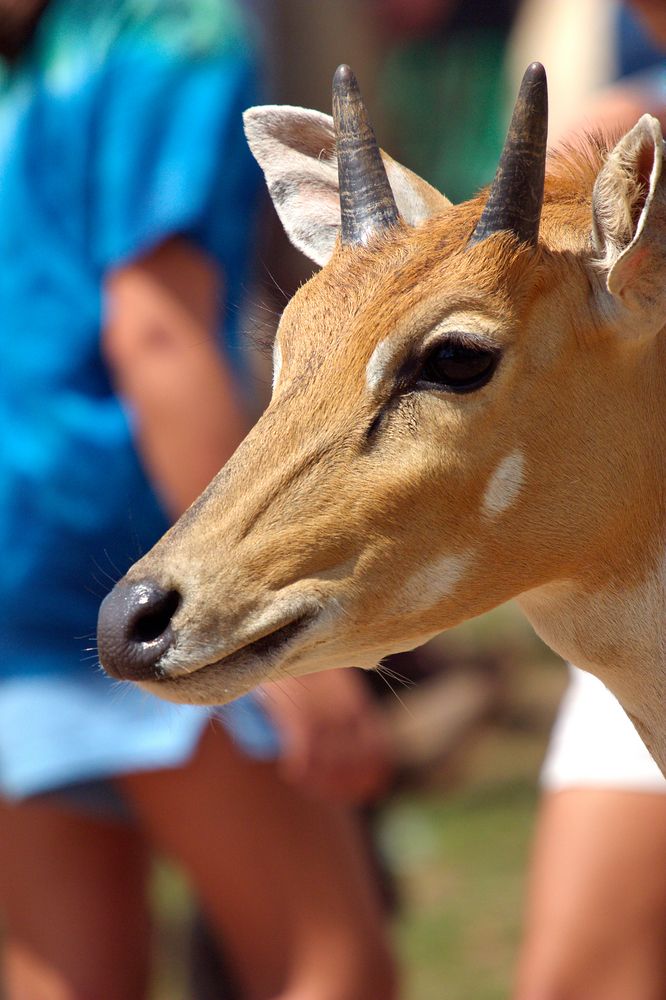 Deer at Leesburg Animal Park in Virginia