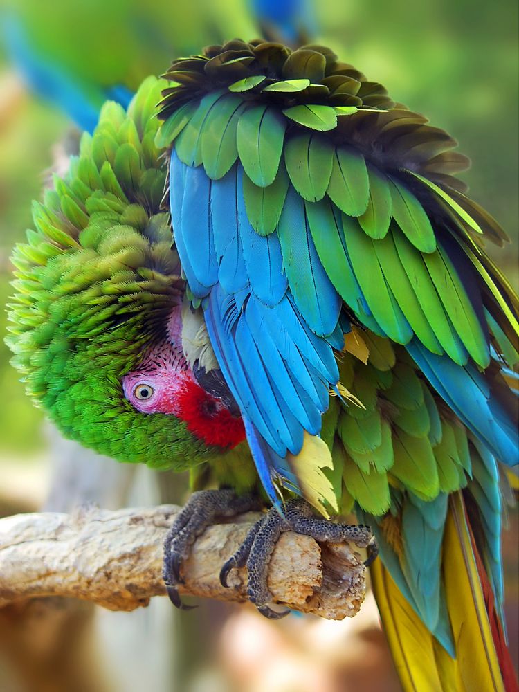 Colorful parrot at Leesburg Animal Park