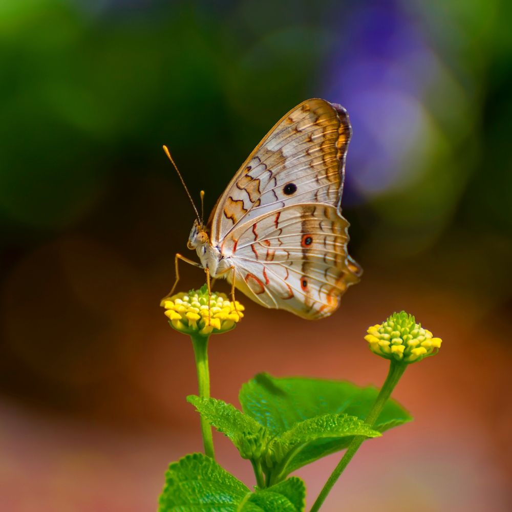 Butterfly collecting nectar from a flower at Lewis Ginter Botanical Garden