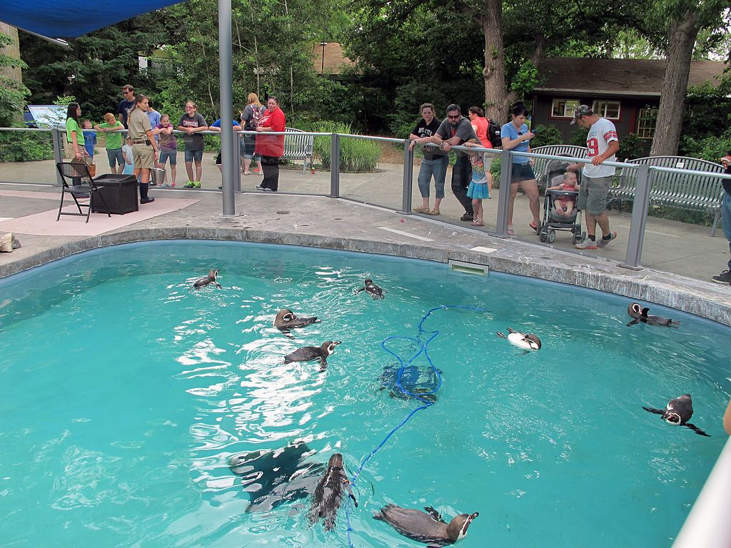 Penquins swimming at Lincoln Children's Zoo