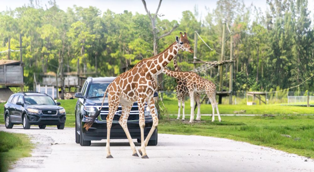 Giraffes crossing the safari path at Lion Country Safari