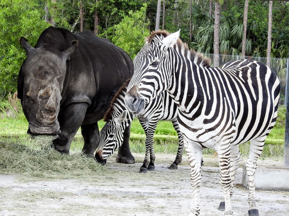 Rhinoceros and Zebra at Lion Country Safari