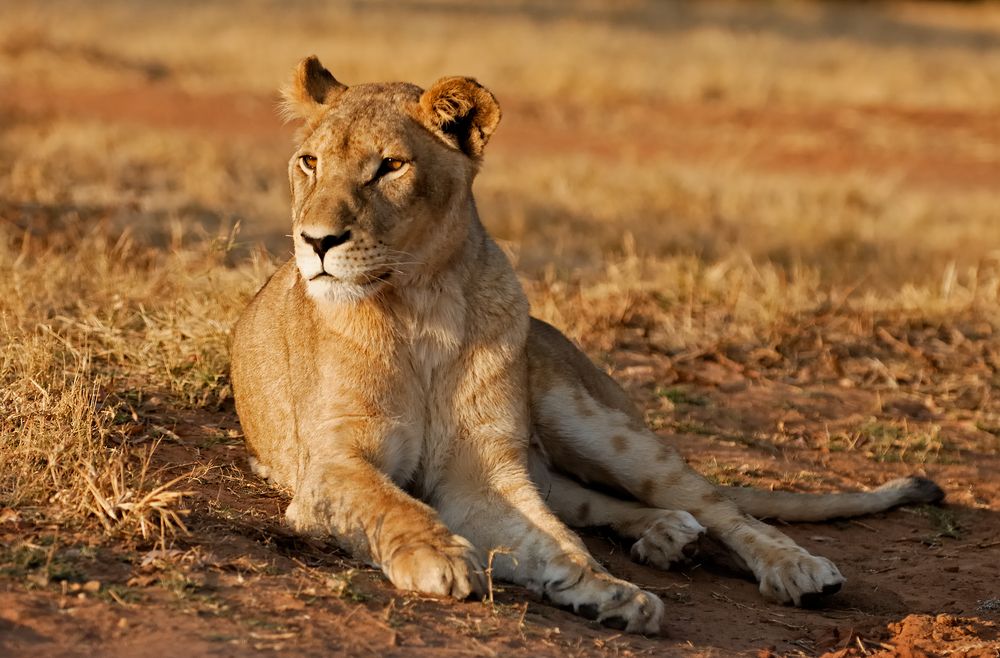 Lioness sitting under the scorching sun at Lion & Safari Park