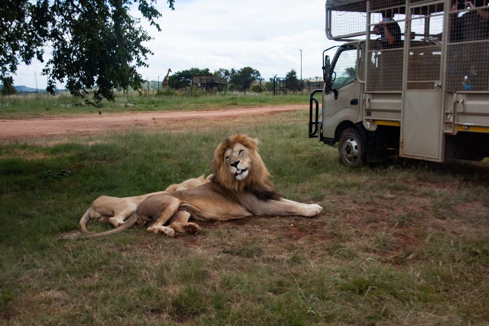 People in a tour van having a closer view of a lion and its cub at Lion and Safari Park