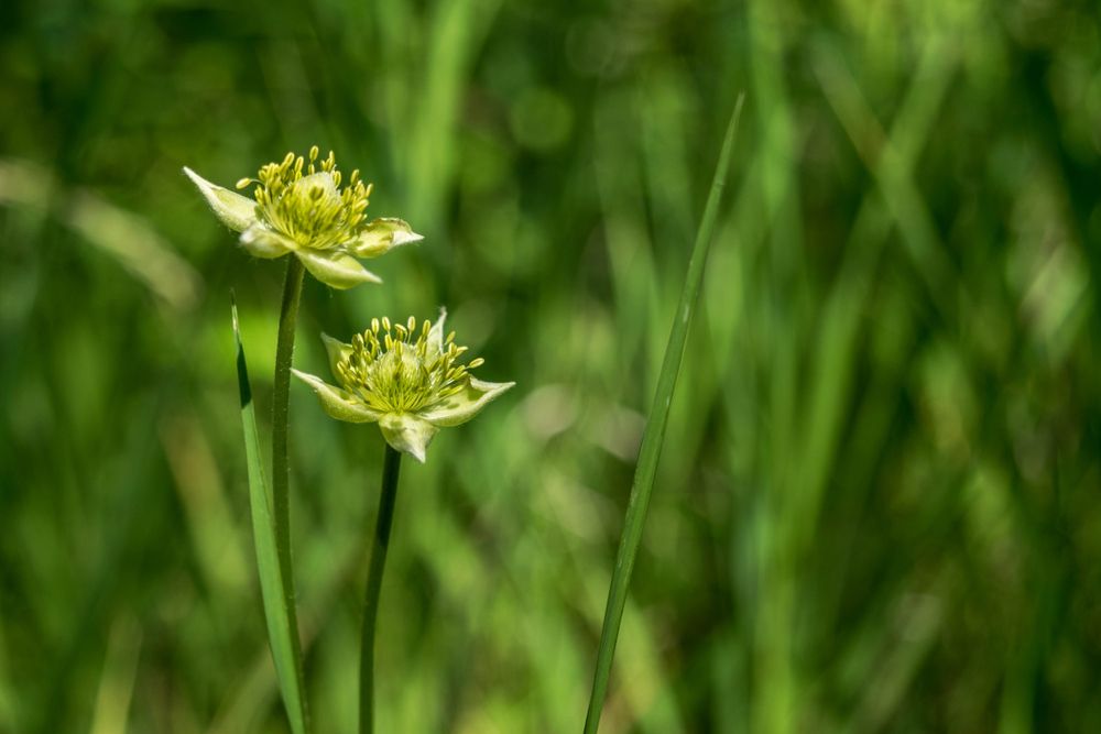 Flora at Lion's Den Gorge Nature Preserve